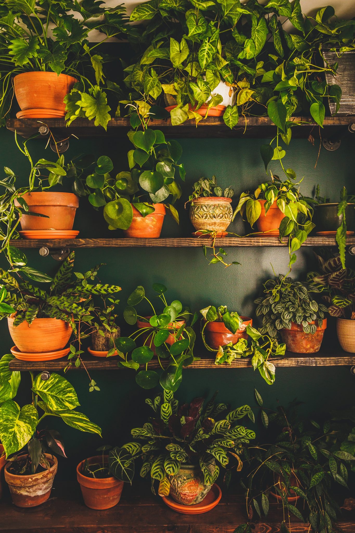 Plant Studio Room | Indoor Jungle Inspiration | Micro, Small, Intimate ...